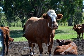 Cattle livestock at Farm scene