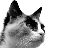 amazingly beautiful Cat Tricolour