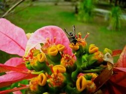 insect on a tropical orange flower