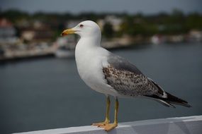 wild seagull near the sea