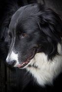 border collie with head down
