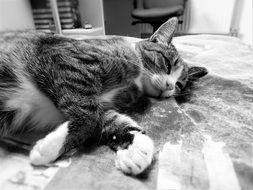 black and white picture of a resting cat