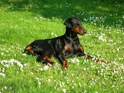 Doberman lies on green grass