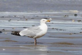 a seagull stands in the water at the shore