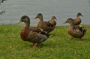 brown ducks on the grass by the lake