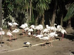 flock of flamingos on a sunny day