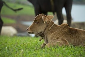 Baby Farm Calf
