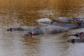 Cute hippopotamus in the water in Tanzania