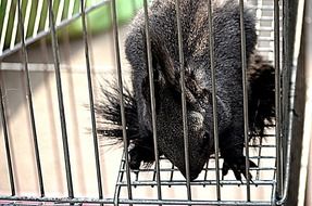 portrait of black squirrel in a cage