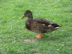 walking duck on a grass
