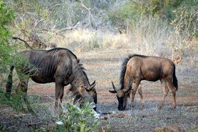 wild animals in the natural environment in kruger park in africa