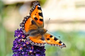 orange butterfly on a purple flower