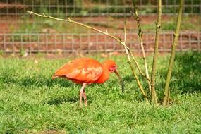 red bird on green grass