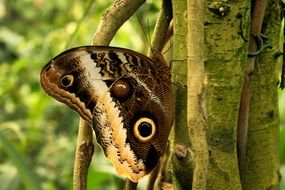 Butterfly sits on the tree