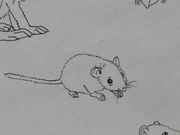 drawing a mouse in a coloring book