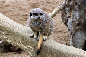 meerkat on a log closeup