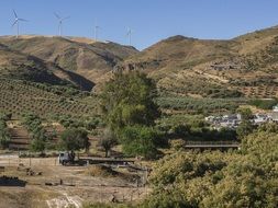 eucalyptus trees and olive fields against the background of windmills
