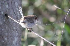 malurus splendens in Australia
