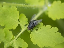 fly on a green plant close-up