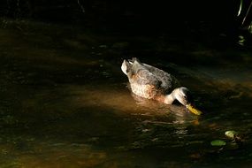 duck is drinking water from the pond