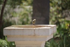 Canary Bird on a sculpture of stone