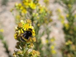 Bumblebee Terrestris