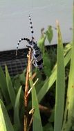 Alpine Goat Beetle
