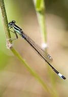 Dragonfly Insect