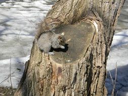 grey Squirrel feeding at winter