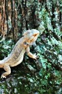 lizard on moss in the forest