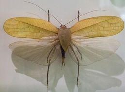 Fly Exotic Tropical Insect