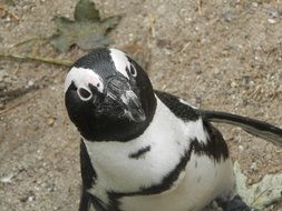 top view of a curious penguin