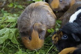 guinea pigs with button eyes