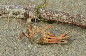 dead Crab on sand