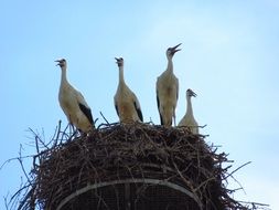 Nest of storks, bottom view