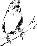 Bird on the Branch drawing