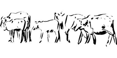 Cattle grazing drawing