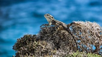 lizard on the dried plants