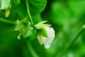 white flower on a background of green in a tropical garden