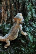 bearded dragon near a tree trunk