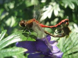 dragonflies on the purple flower close-up on blurred background