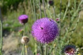 insects on a spherical purple flower