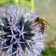 pleasant Thistle