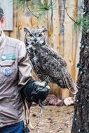 trained bird of prey, bearizona park