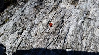 unique red Bug