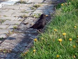 thrush at the edge of the trail