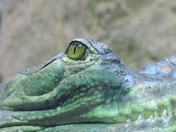 Eye Crocodile