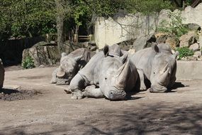 three Rhinoes lying on ground in zoo