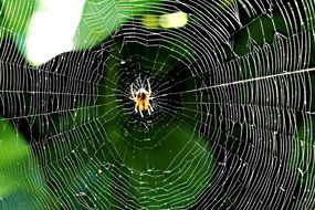 Spider on a Cobweb