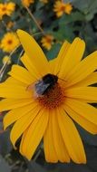 Bumblebee on the beautiful yellow flower
